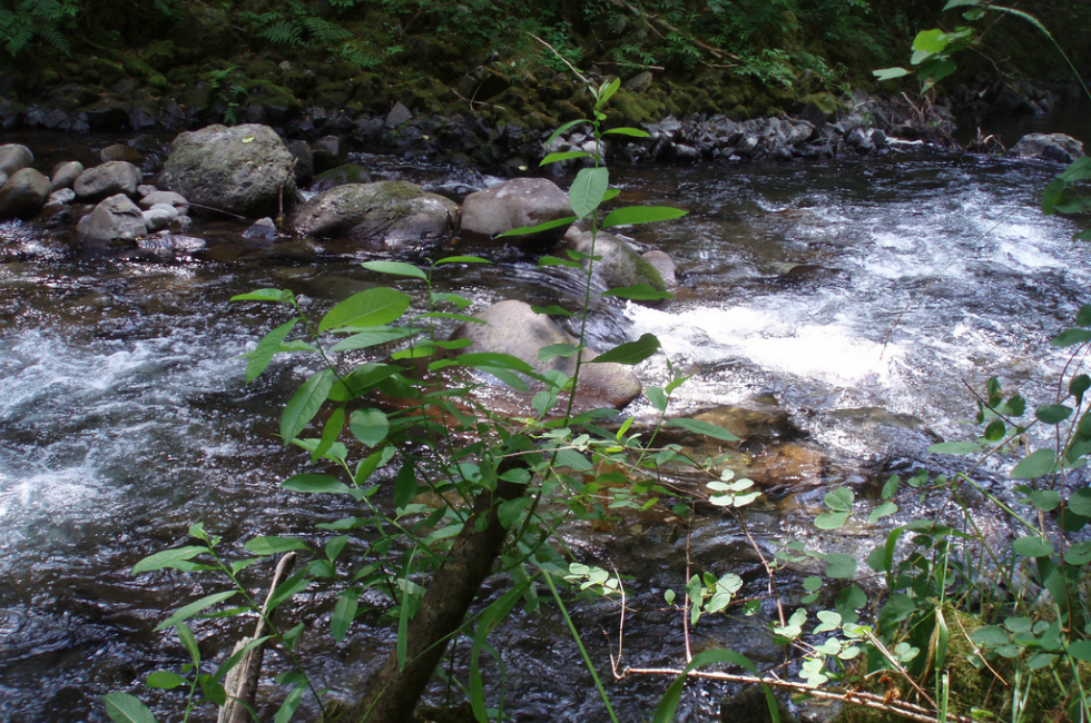 Many spectacular sights, such as this pristine creek, are available to you near Lakeshore Inn and Suites.