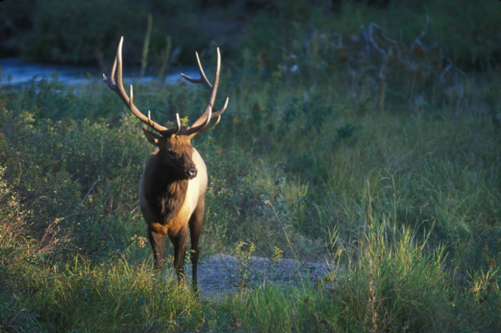 Wildlife, such as this elk, is abundant near Anchorage, AK, where Lakeshore Inn and Suites is located.