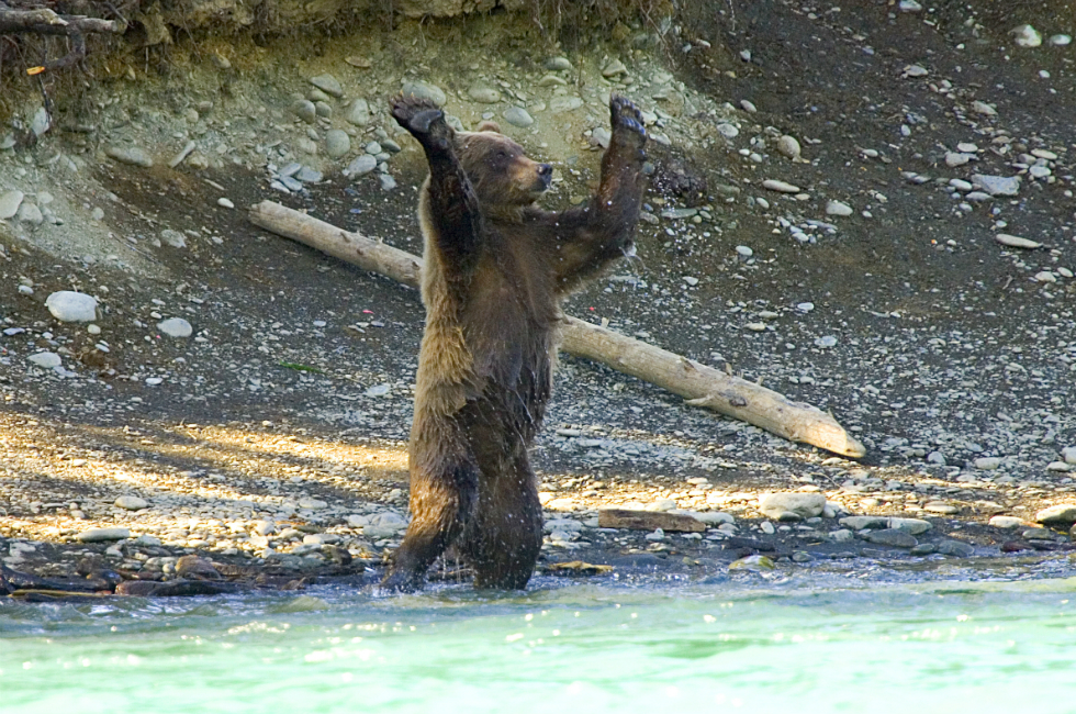 Wildlife, such as this bear, is abundant near Anchorage, AK, where Lakeshore Inn and Suites is located.